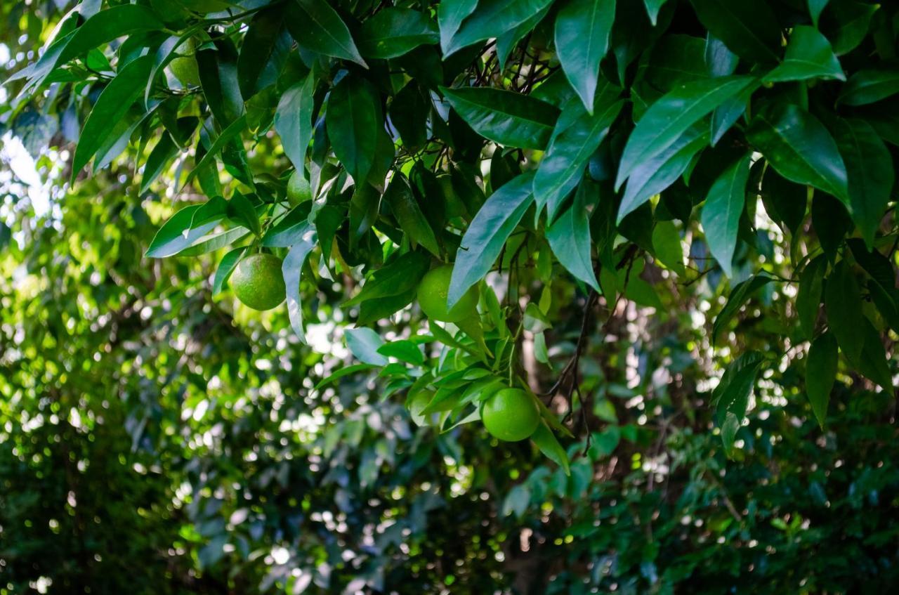 El Huerto De Candeleda Dış mekan fotoğraf